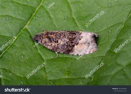 Attēlu rezultāti vaicājumam “Apotomis betuletana”