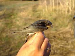 Attēlu rezultāti vaicājumam “Delichon urbicum juvenile”