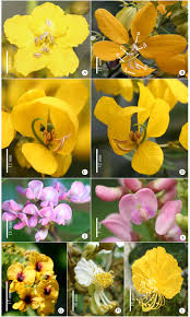 Attēlu rezultāti vaicājumam “Leguminosae”