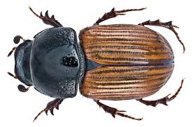 Attēlu rezultāti vaicājumam “Aphodius subterraneus”