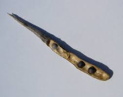 Attēlu rezultāti vaicājumam “Sinapis arvensis fruit”