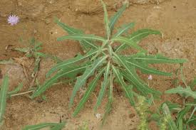 Attēlu rezultāti vaicājumam “Lactuca tatarica bud”