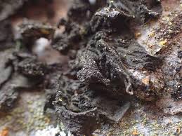 Attēlu rezultāti vaicājumam “Collema”