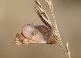 Attēlu rezultāti vaicājumam “Ennomos alniaria”