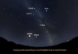 Attēlu rezultāti vaicājumam “Cygnus cygnus adult”