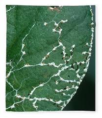 Attēlu rezultāti vaicājumam “Diachea leucopodia”