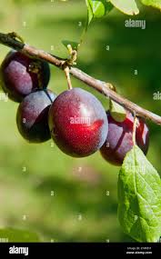 Attēlu rezultāti vaicājumam “Prunus domestica subsp. insitita fruit”