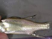 Image result for Centropomus parallelus