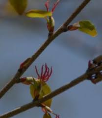 Attēlu rezultāti vaicājumam “Cercidiphyllum japonicum flower”