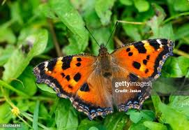 Attēlu rezultāti vaicājumam “Nymphalis xanthomelas pupa”