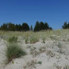 Attēlu rezultāti vaicājumam “Peziza ammophila”