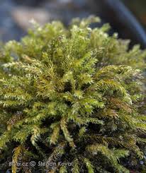 Attēlu rezultāti vaicājumam “Hygroamblystegium tenax”