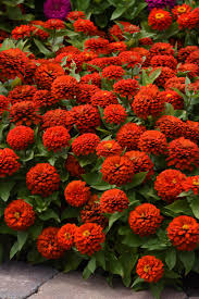 Image result for Zinnia elegans