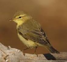 Image result for Phylloscopus ibericus