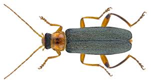 Attēlu rezultāti vaicājumam “Cantharis nigricans”