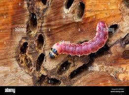 Attēlu rezultāti vaicājumam “Cossus cossus”