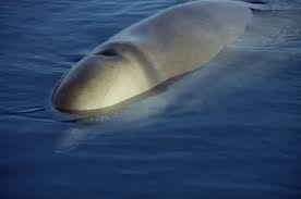 Image result for Hyperoodon ampullatus