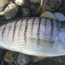 Image result for Lithognathus lithognathus