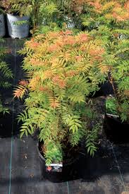 Attēlu rezultāti vaicājumam “Sorbaria sorbifolia”