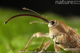 Attēlu rezultāti vaicājumam “Curculio nucum”