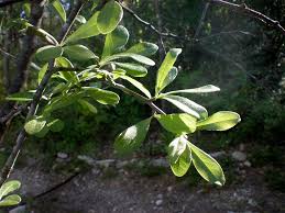 Attēlu rezultāti vaicājumam “Lycogala botrydium sessile”