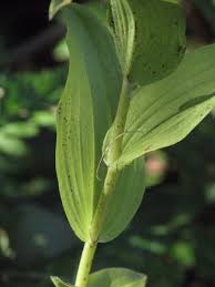 Attēlu rezultāti vaicājumam “Epipactis helleborine leaf”