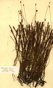 Attēlu rezultāti vaicājumam “Polytrichum commune sporophyte”