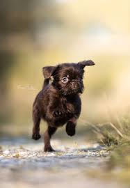 Image result for brüsseler giffon