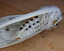 Attēlu rezultāti vaicājumam “Spilosoma sp.”