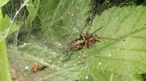 Attēlu rezultāti vaicājumam “Agelena labyrinthica”