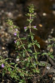 Attēlu rezultāti vaicājumam “Acinos arvensis leaf”