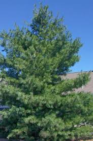 Attēlu rezultāti vaicājumam “Pinus strobus fruit”