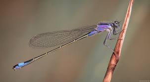 Attēlu rezultāti vaicājumam “Ischnura elegans”