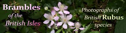 Attēlu rezultāti vaicājumam “Rubus plicatus flower”