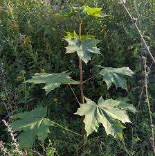 Attēlu rezultāti vaicājumam “Acer platanoides fruit”