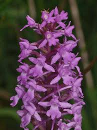 Attēlu rezultāti vaicājumam “Gymnadenia conopsea leaf”