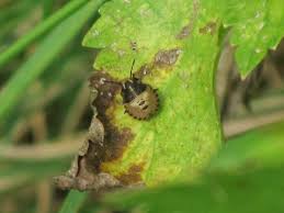 Attēlu rezultāti vaicājumam “Graphosoma lineatum nymph”