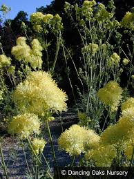 Attēlu rezultāti vaicājumam “Thalictrum flavum flower”