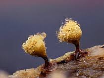 Attēlu rezultāti vaicājumam “Enerthenema papillatum spores”