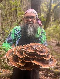 Attēlu rezultāti vaicājumam “Phaeolus schweinitzii”