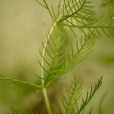 Attēlu rezultāti vaicājumam “Myriophyllum alterniflorum”