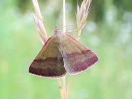 Attēlu rezultāti vaicājumam “Phytometra viridaria”