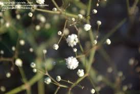 Attēlu rezultāti vaicājumam “Gypsophila paniculata bud”
