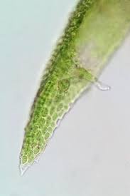 Attēlu rezultāti vaicājumam “Dicranum flagellare”