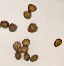 Attēlu rezultāti vaicājumam “Anthracoidea”