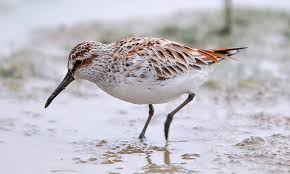 Attēlu rezultāti vaicājumam “Calidris falcinellus adult”