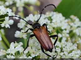 Attēlu rezultāti vaicājumam “Tortula lingulata macro”