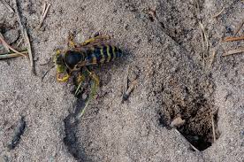 Attēlu rezultāti vaicājumam “Bembix rostrata”