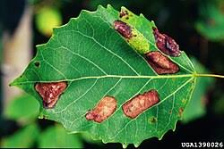 Attēlu rezultāti vaicājumam “Phyllonorycter apparella”