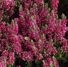 Attēlu rezultāti vaicājumam “Calluna vulgaris bud”